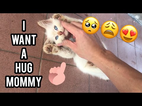 Baby kitten seeks attention and wants to cuddle.
