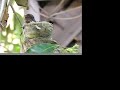 Baby Hummingbirds Messing Around