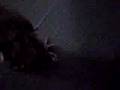 Buster - Jumping Bean