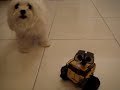 Cheddie barks at Wall-E