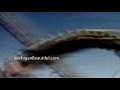 videos de Michigan Vacation
