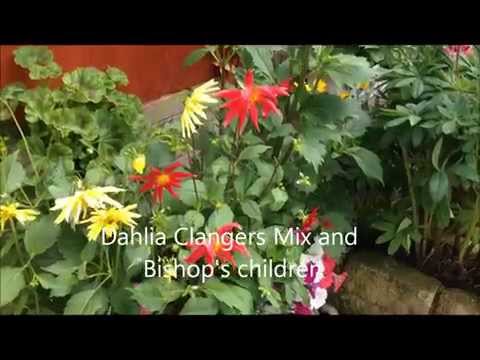 how to grow bishop of llandaff dahlia