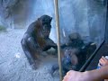 Bonobos at the San Diego Zoo