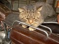 Palomino Cat Jealous of the Big Tabby