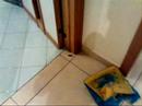The blair witch project into Unina students room volume II
