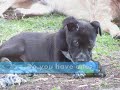 Macca - Cattle Dog X
