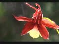 Schokkende Reportage (2/2) Creationisme Schokkende Reportage (2/2) Creationisme