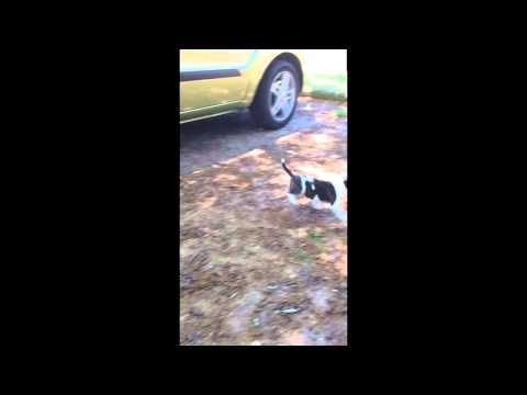 Cute Bullie, Chaos 5-7-14