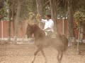 caballos horses