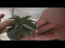 low stress training(lst)