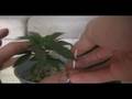 videos de low stress training(lst)