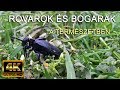 GYöNYöRű ROVAROK éS BOGARAK A TERMéSZETB ..