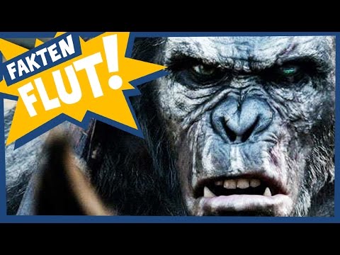AFFEN ATTACKE! | Faktenflut zu Affen im Film