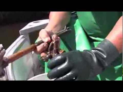 how to harvest oysters florida