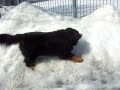 Chomp Chomp