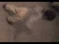 videos de Kida d bb