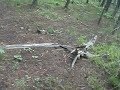 hunting morrels in idaho hunting morrels in idaho