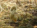 Squirrel in London