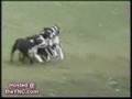 Funny Dogs Hehe