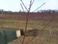 UMass Fruit Advisor -- Easy Peach Pruning