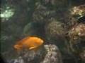 Shaws-Cove-Scuba-Jul