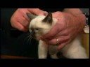 Pet Pals: A kitten named Henry
