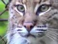 CRMLS Bobcat and Cougars