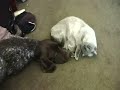 Dog meets Cat Dog meets Cat