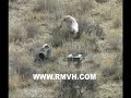 Coyote Hunting in Utah with a decoy