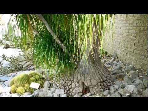 how to transplant elephant foot palm