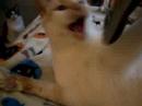 Zero Playing-Cerebellar Hypoplasia (Part Deux) Zero Playing-Cerebellar Hypoplasia (Part Deux)