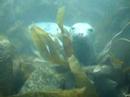 Trip to Lundy Island 2006 with Teign Diving Centre 3