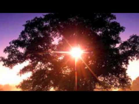 baum des lebens - 