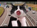 City Cat -- www.one-uk.co.uk