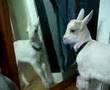 Goat thing headbutts itself in the mirror!