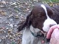 Niles Springer Hike Nov 2009, Part 2