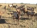 videos de licked by an elk