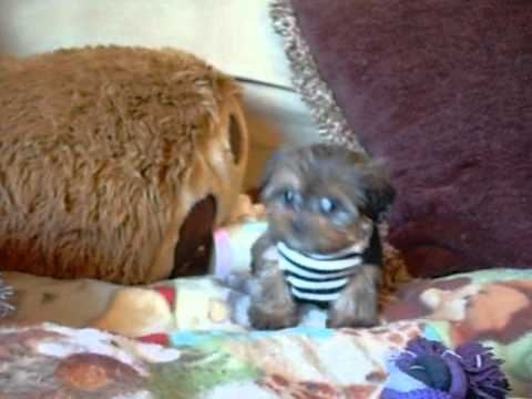 how to care puppy shih tzu