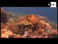 Un tercio de corales del mundo en riesgo de extinción por 