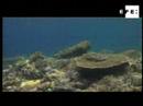 Un tercio de corales del mundo en riesgo de extinción por estrés