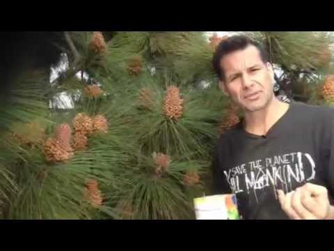 how to harvest pine pollen