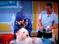 Bocker the Labradoodle with Jonathan David on The View