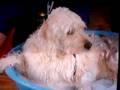 Bocker the Labradoodle with Jonathan David on The View