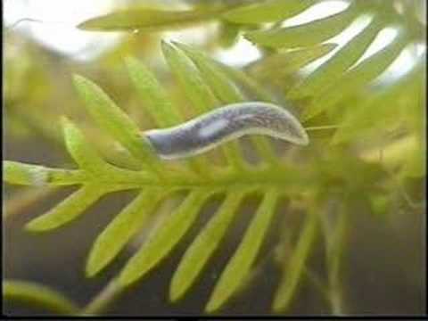 White flatworm 5 october 2006 sequel
