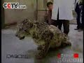 Snow Leopard-Human Conflict
