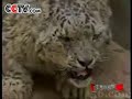 Snow Leopard-Human Conflict