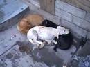 india puppies india puppies
