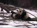 Tai Shan & Mei Xiang - Somewhere in Time