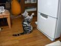 ひたすら頂戴~猫(=^・^=) I want canned food in the refrigerator!