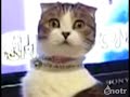 exclusive-interview-with-the-dramatic-cat.html